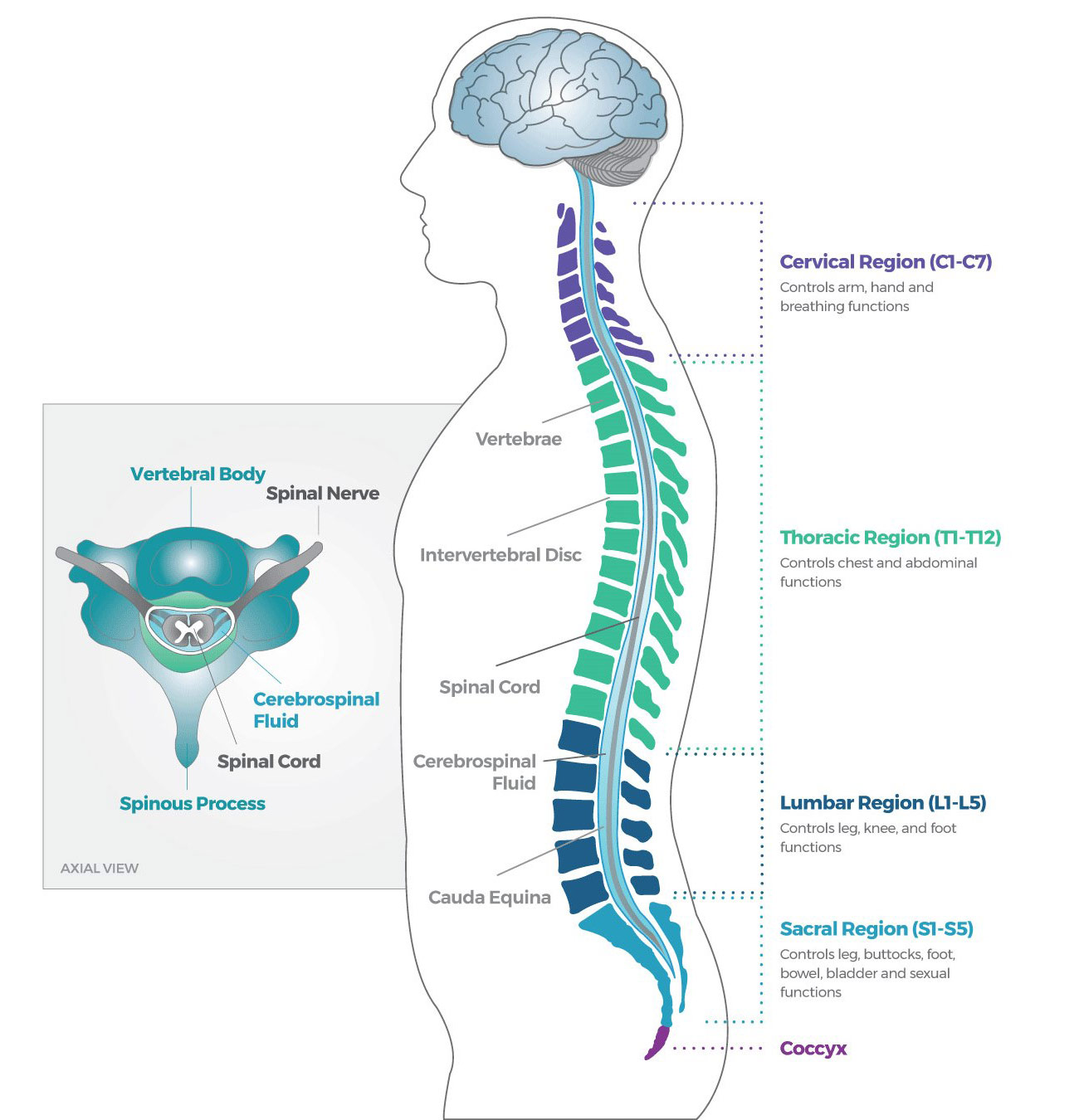 Understanding the Basics: Anatomy and Function of the Spine Made Simple